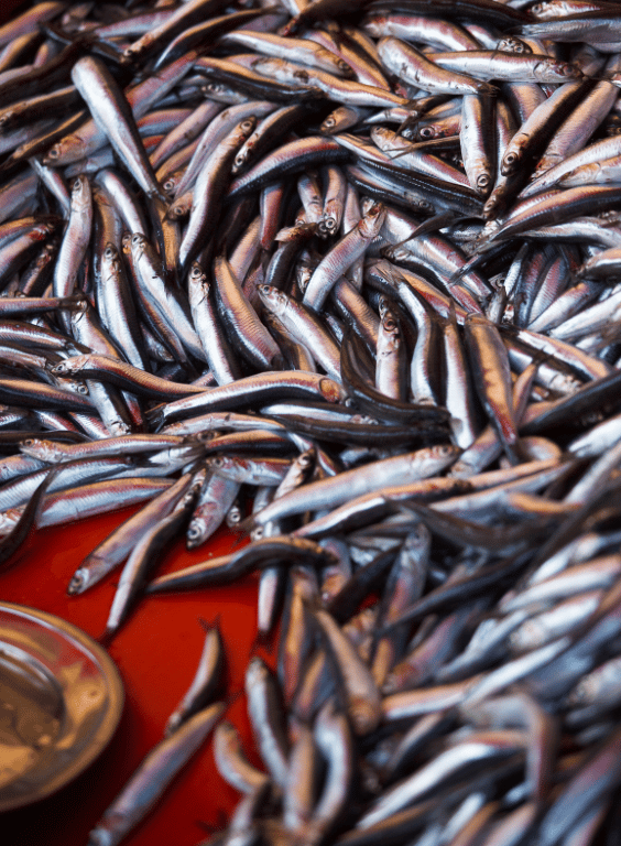 Black Sea anchovy